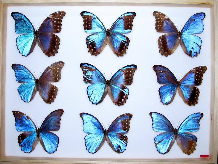 Morpho didius (gynandromorphs, collection, Alex Bic) (Internet Image property of respective owner, non-commercial use only)
